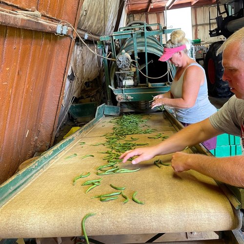 sorting produce