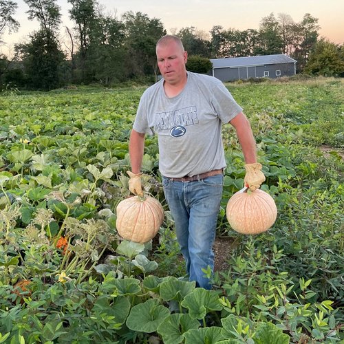 harvesting pumpkins