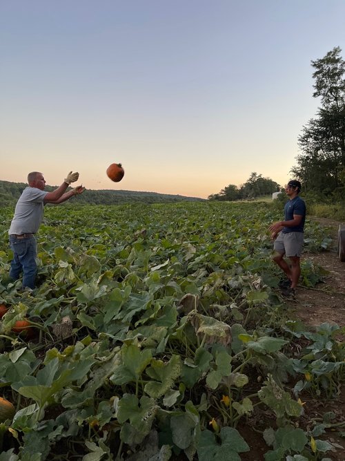 harvesting pumpkins