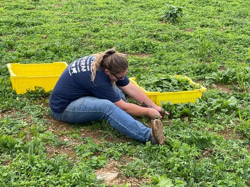 harvesting greens